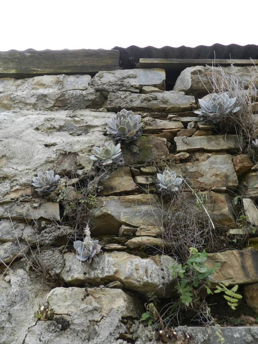 Echeveria runyonii 'Topsy turvy'